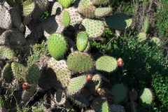 Opuntia oricola