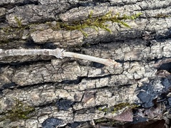 Chionanthus virginicus