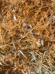 Cuscuta psorothamnensis