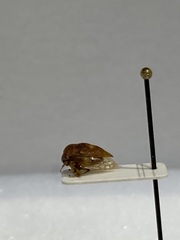Cyrtolobus discoidalis