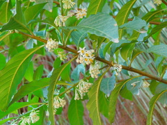 Solanum symmetricum