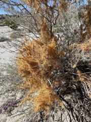 Cuscuta psorothamnensis