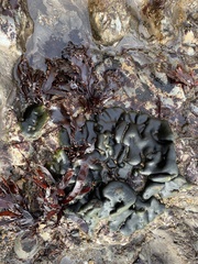 Codium setchellii