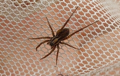 Trochosa terricola