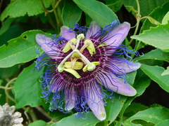 Passiflora cincinnata