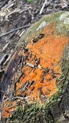 Fusicolla merismoides