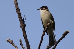 Pycnonotus sinensis hainanus