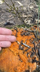 Fusicolla merismoides