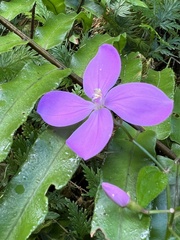 Arthrostemma ciliatum