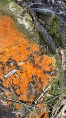 Fusicolla merismoides
