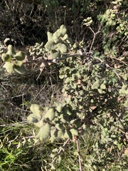 Quercus durata durata