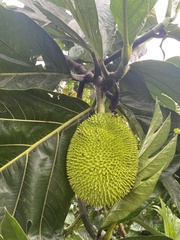Artocarpus altilis
