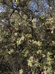 Quercus durata durata