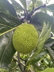 Artocarpus altilis