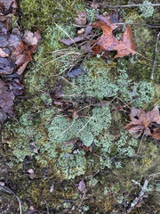 Cladonia apodocarpa