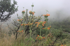 Leonotis ocymifolia