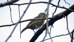 Piranga roseogularis