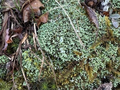 Cladonia apodocarpa