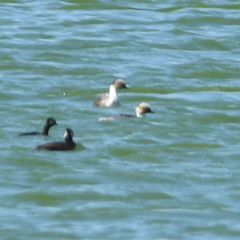 Podiceps occipitalis