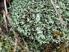 Cladonia apodocarpa