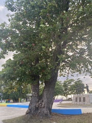 Terminalia