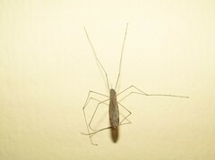 Ischnotoma