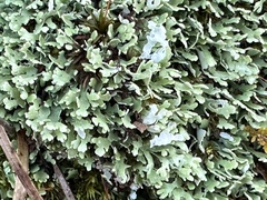 Cladonia apodocarpa
