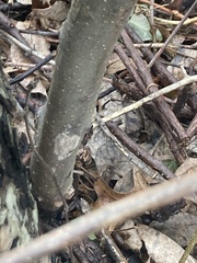 Lycorma delicatula