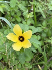 Turnera subulata