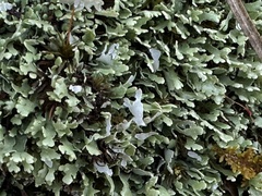 Cladonia apodocarpa