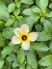 Turnera subulata
