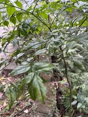 Radermachera sinica