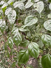 Radermachera sinica