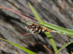 Luzula taiwaniana
