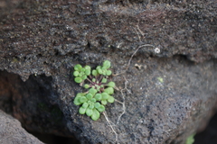 Monanthes brachycaulos image