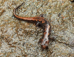 Desmognathus carolinensis