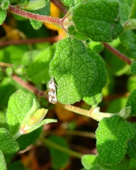 Lobesia botrana