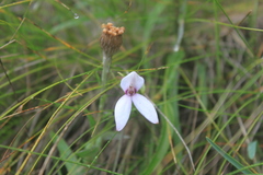 Brownleea macroceras