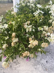 Bougainvillea