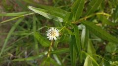 Alternanthera philoxeroides