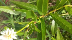 Alternanthera philoxeroides