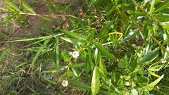 Alternanthera philoxeroides