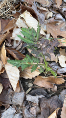 Sceptridium dissectum dissectum