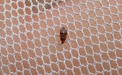 Cardiastethus fasciiventris