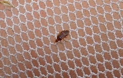 Cardiastethus fasciiventris