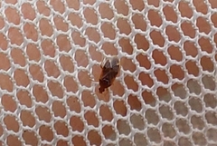 Cardiastethus fasciiventris