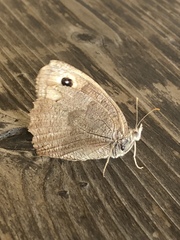 Cercyonis pegala boopis