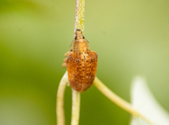 Gonipterus platensis