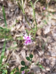 Lespedeza texana