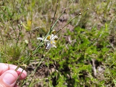 Chlorophytum cooperi